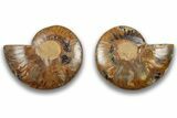 Cut & Polished, Agatized Ammonite Fossil - Crystal Pockets #323358-1